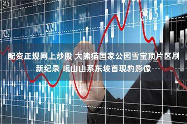 配资正规网上炒股 大熊猫国家公园雪宝顶片区刷新纪录 岷山山系东坡首现豹影像